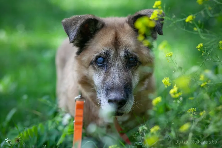 Rumcajs — pies do adopcji ze Schroniska na Paluchu (nr 0023/26)