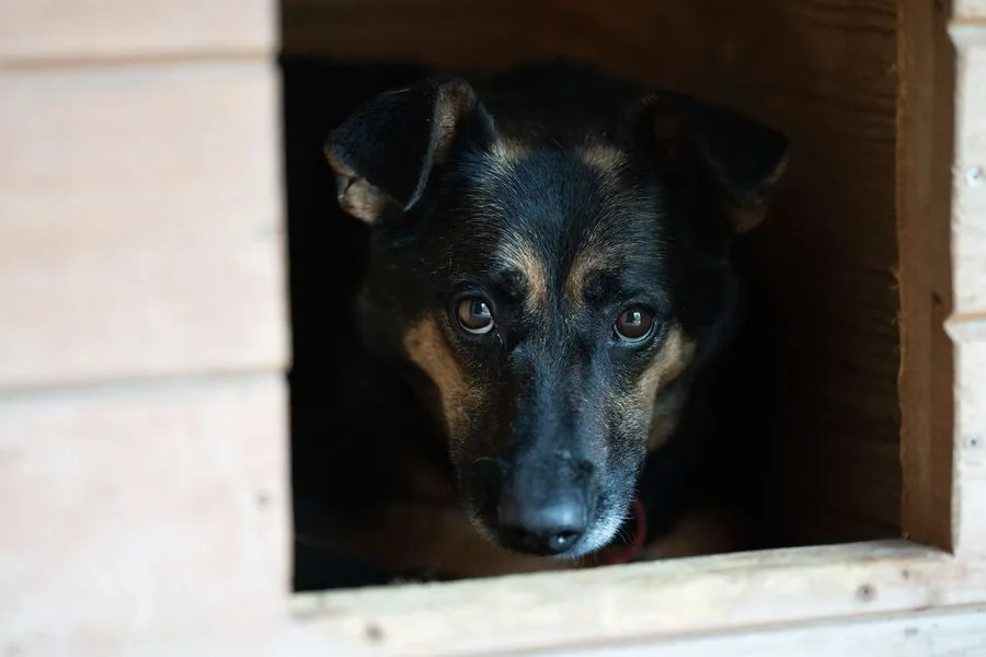 Zelma — pies do adopcji ze Schroniska na Paluchu (nr 0432/25)