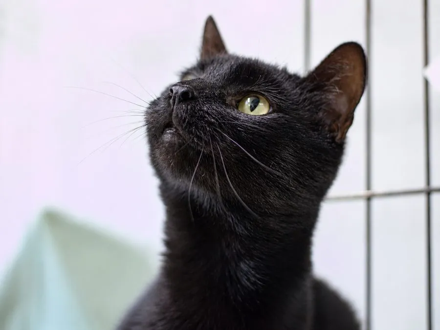 Denni — kot do adopcji ze Schroniska na Paluchu (nr 1010/25)