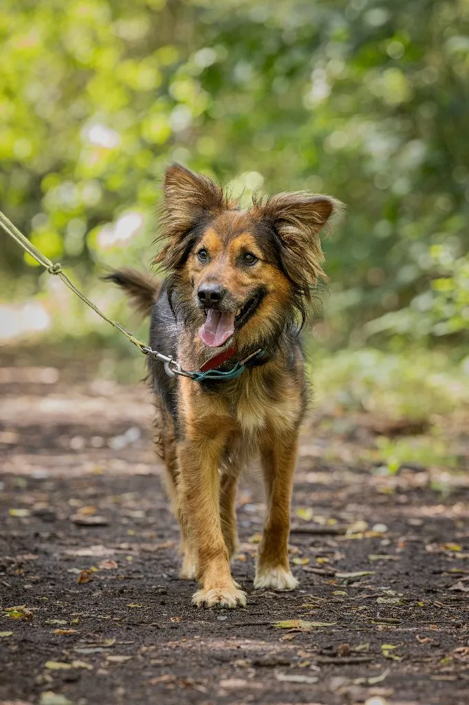 Achilles — pies do adopcji ze Schroniska na Paluchu (nr 1041/25)