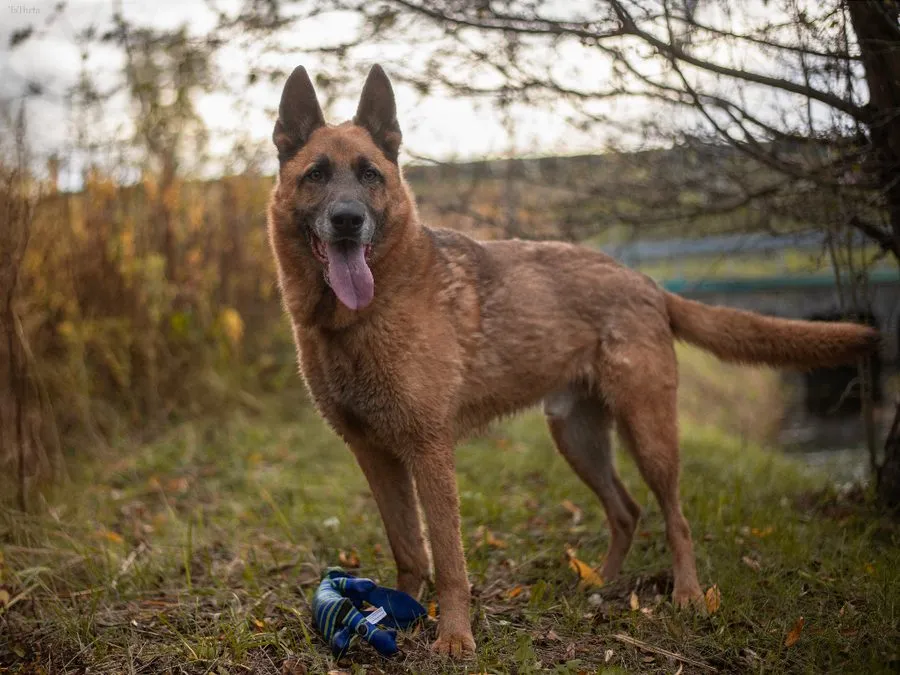 Aztek — pies do adopcji ze Schroniska na Paluchu (nr 1480/23)