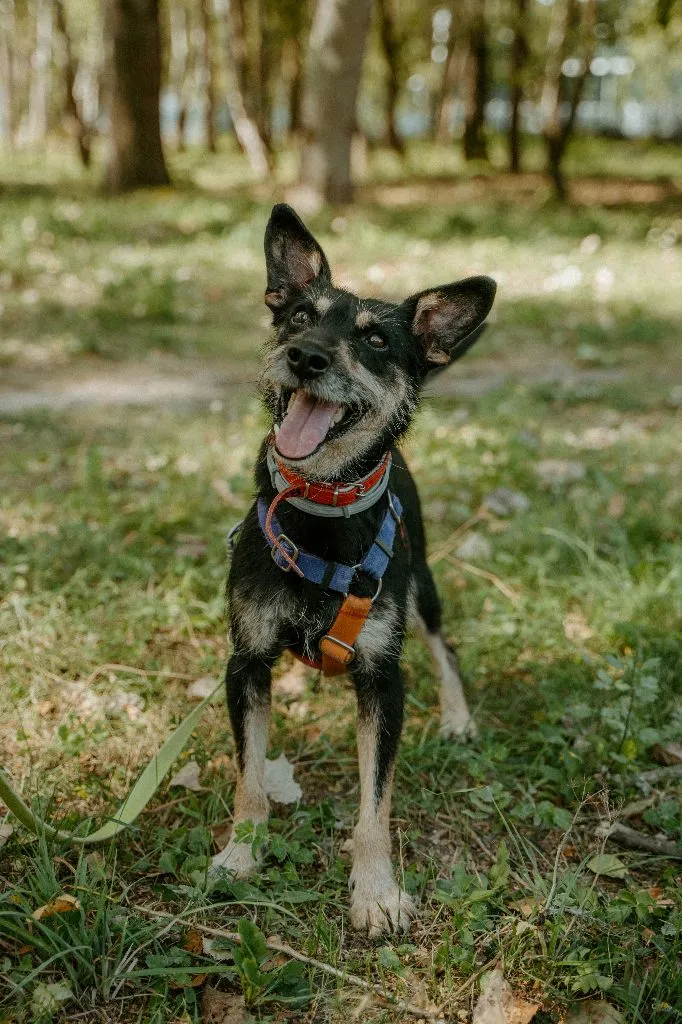 Sid — pies do adopcji